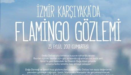 Flamingo Gözlemi