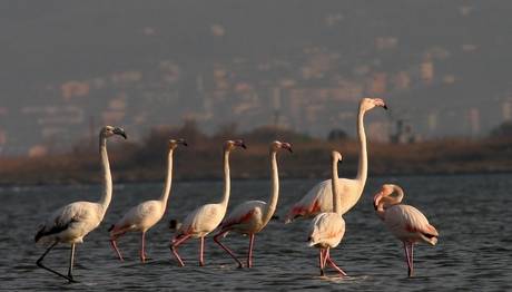 `Kuş Oteli` Konukları Bu Yıl Erken Geldi