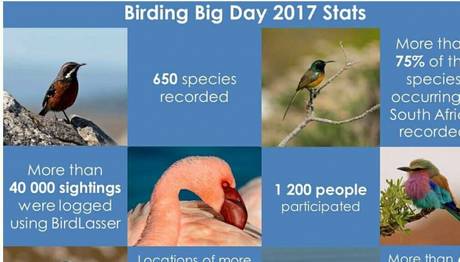 Birding Big Day 2017
