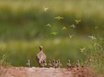 Türkiye Üreyen Kuş Atlası Projesi Toplantısı