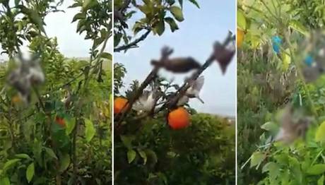 Osmaniye Kuş Cennetinde Kurulan Tuzaklarla Kuşlar Katlediliyor