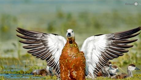 Nallıhan Kuş Cenneti 6. Foto Safari 