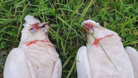 Gökten gözleri kanayan, çığlık atan kuşlar yağdı