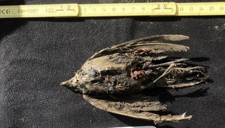 Sibirya'da 46 Bin Yıllık Kuş Bulundu
