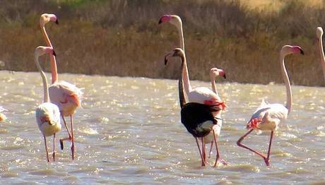Siyah Flamingo 7 Yıl Aradan Sonra Tekrar Türkiye de 