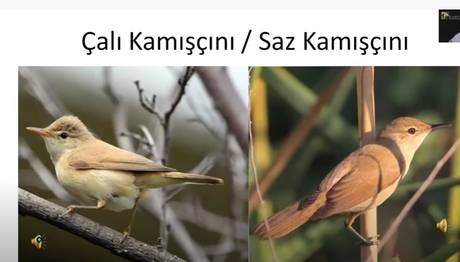 Kuş Tanımlama Sunumu YouTube Kanalımızda