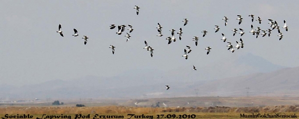 uyemiz-birdlife-international-sitesinde