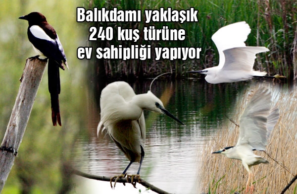 gizli-kus-cennetine-merhaba