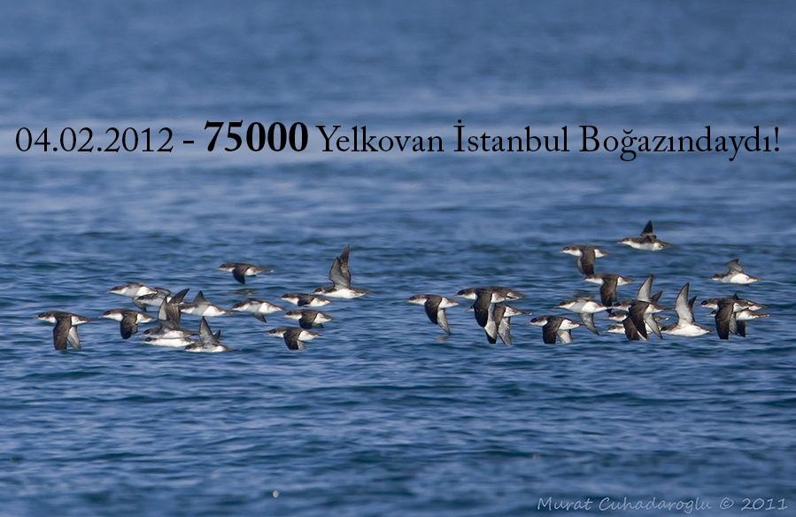 yelkovan-projesini-dilek-sahin-e-sorduk-