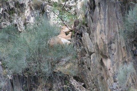 kacak-avcilar-yaban-hayvanlarini-ayrim-yapmadan-vuruyor-!