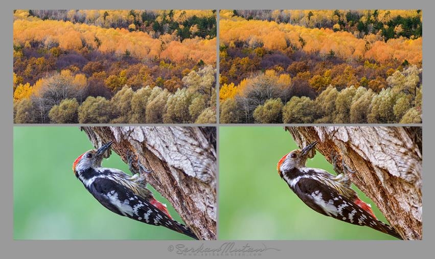 fotografta-dogru-beyaz-dengesi