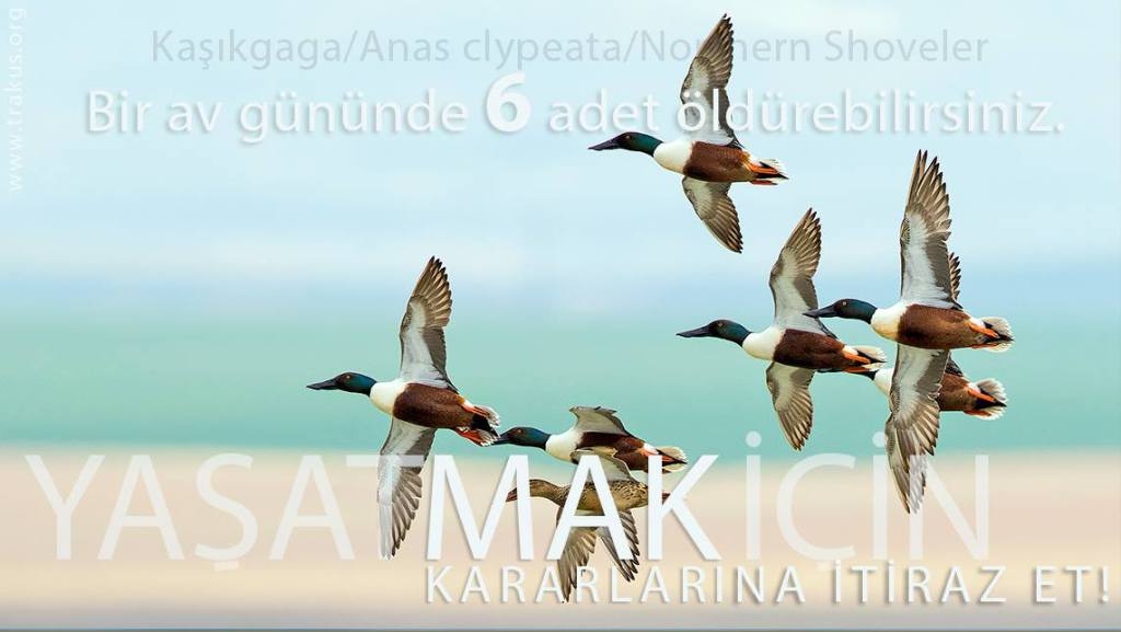 aman-avci-vurma-beni