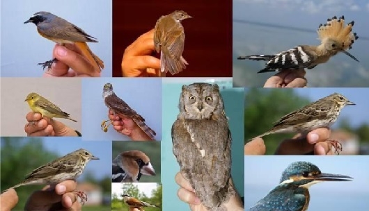 turkiye-ulusal-kus-halkalama-programi-raporu-2016
