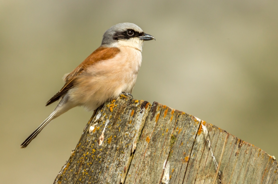 kus-turlerinin-habitat-seciciligi
