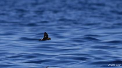European Storm Petrel