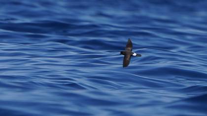 European Storm Petrel