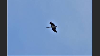 Kara Leylek