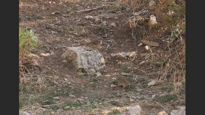 Kaya Kirazkuşu