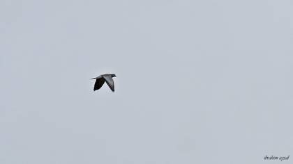 Gökçe Güvercin