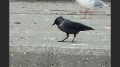 Küçük Karga