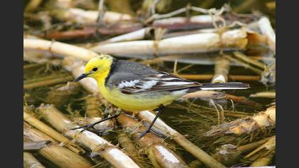 Sarıbaşlı Kuyruksallayan