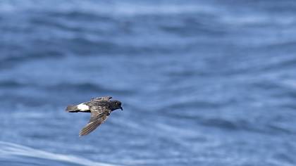European Storm Petrel
