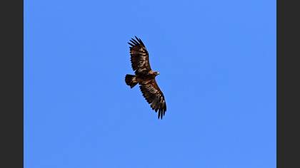Bozkır Kartalı
