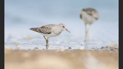 Sarıbacaklı Kumkuşu