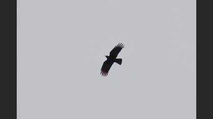 Kırmızıgagalı Dağ Kargası