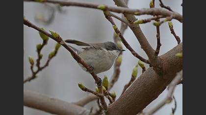 Küçük Akgerdanlı Ötleğen
