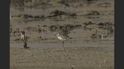 Büyük Cılıbıt