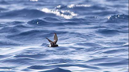 European Storm Petrel