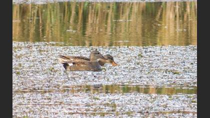 Boz Ördek