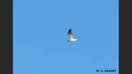 Gümüş Martı