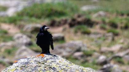 Ekin Kargası