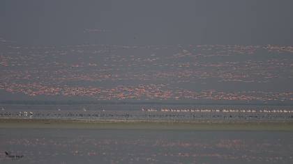 Flamingo