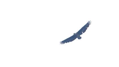 Bateleur