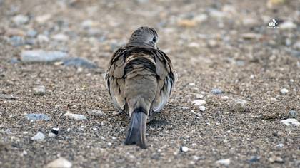 Namaqua Dove