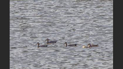Gadwall