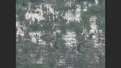 Greylag Goose