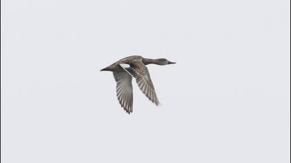 Gadwall