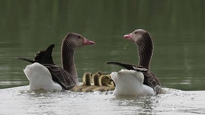 Greylag Goose