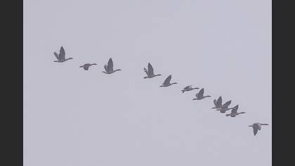 Greylag Goose