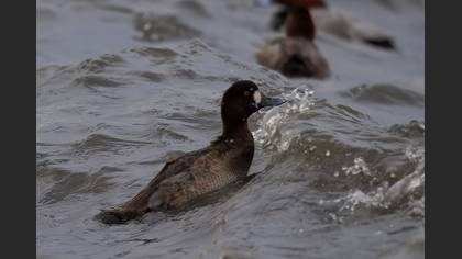Greater Scaup