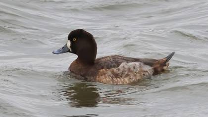 Greater Scaup