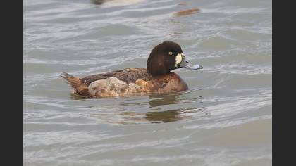 Greater Scaup