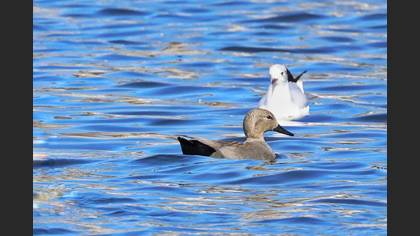 Gadwall
