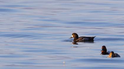 Greater Scaup