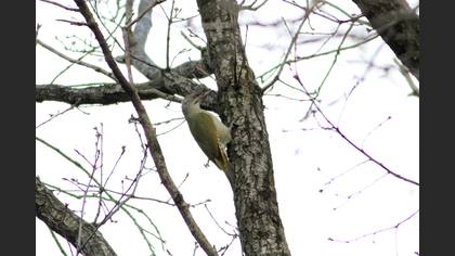 Grey-headed Woodpecker