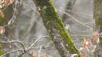 Grey-headed Woodpecker